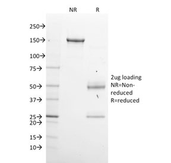 XAB1 Antibody