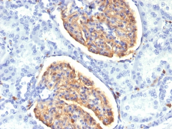 IBA1 Antibody / AIF-1