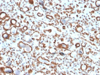 Emerin Antibody