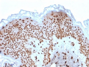 Emerin Antibody
