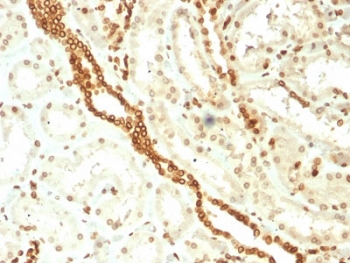 Emerin Antibody