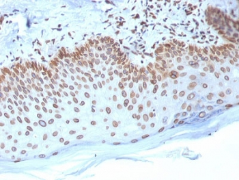 Emerin Antibody