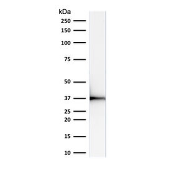 Emerin Antibody
