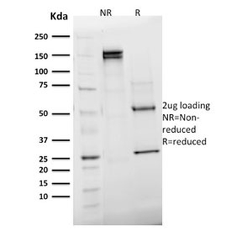 Emerin Antibody