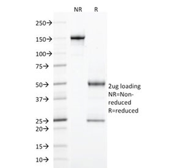 Integrin alpha E Antibody / CD103