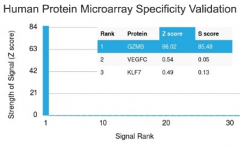 Granzyme B Antibody