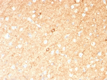 GAD67 Antibody