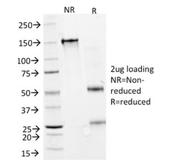 GAD67 Antibody