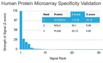 Mammaglobin A Antibody / SCGB2A2