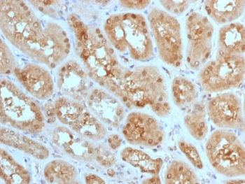 MTAP Antibody