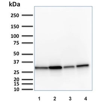 MTAP Antibody