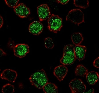 PU.1 Antibody / SPI1