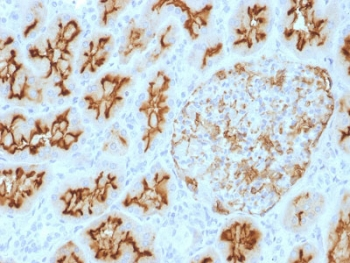 CD10 Antibody / Neprilysin