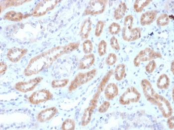 Renalase Antibody