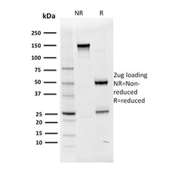 OCT-2 Antibody / POU2F2