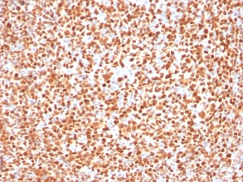 OCT-2 Antibody / POU2F2