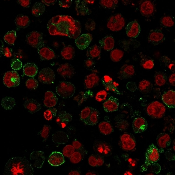 GLUT1 Antibody