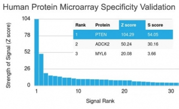 PTEN Antibody