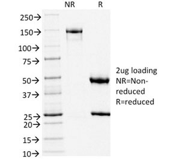 TLE1 Antibody