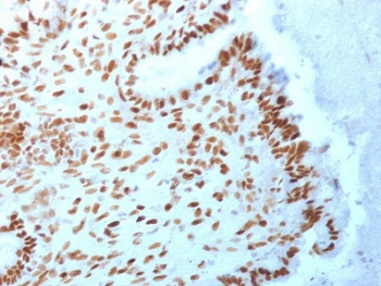 TLE1 Antibody