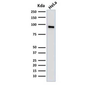TLE1 Antibody
