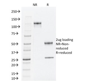 TLE1 Antibody