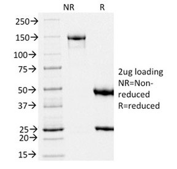 PMEL17 / Melanoma gp100 Antibody