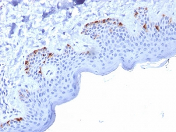 PMEL17 / Melanoma gp100 Antibody