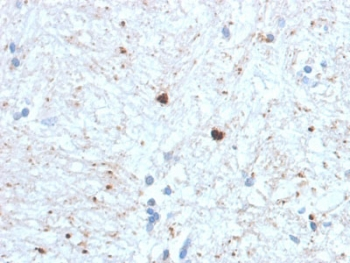 Ubiquitin Antibody