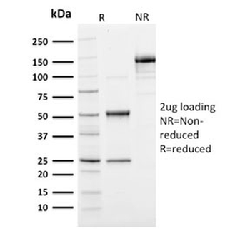 Ubiquitin Antibody