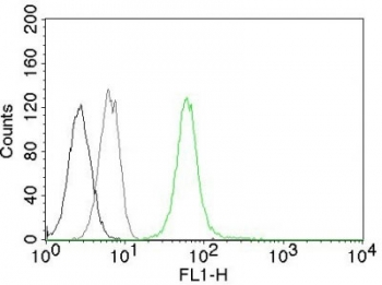 Vimentin Antibody
