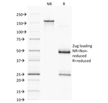 CD68 Antibody