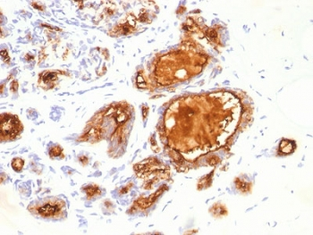 MUC1 Antibody / Mouse Monoclonal