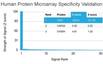 CD21 Antibody
