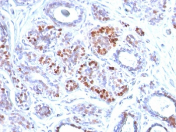GATA3 Antibody