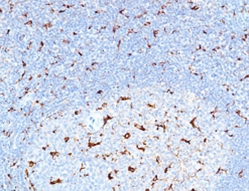 Recombinant CD68 Antibody