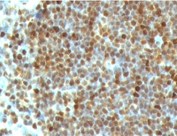 PCNA Antibody