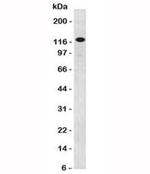CD31 Antibody