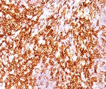 CD68 Antibody