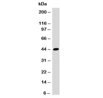 EpCAM Antibody