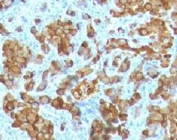 Melan-A Antibody