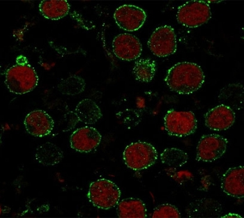 CD6 Antibody