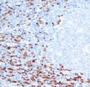 CD8a Antibody
