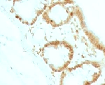 p27 Antibody / p27Kip1
