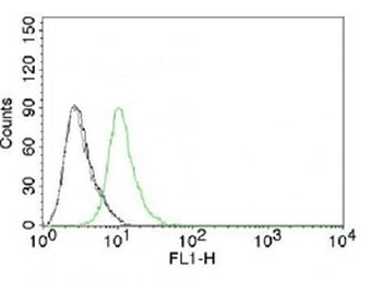 p27 Antibody / p27Kip1