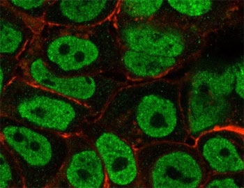 p27 Antibody / p27Kip1