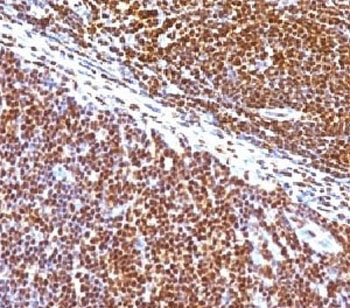 SUMO1 Antibody