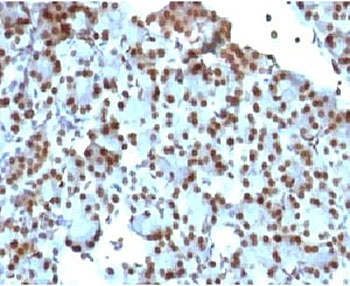 SUMO1 Antibody