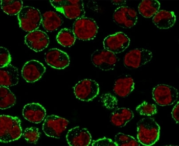 CD19 Antibody