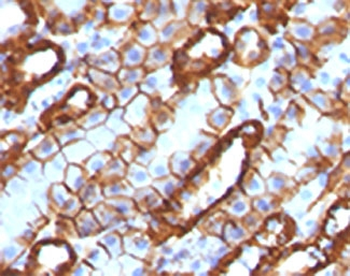 Cadherin 16 Antibody